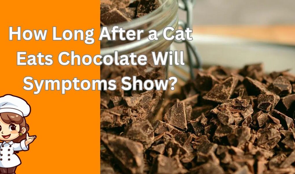 How Long After a Cat Eats Chocolate Will Symptoms Show?