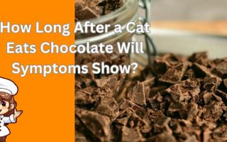 How Long After a Cat Eats Chocolate Will Symptoms Show?