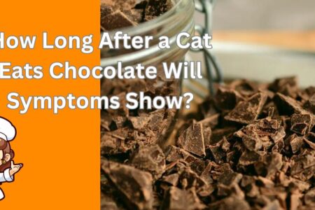 How Long After a Cat Eats Chocolate Will Symptoms Show?